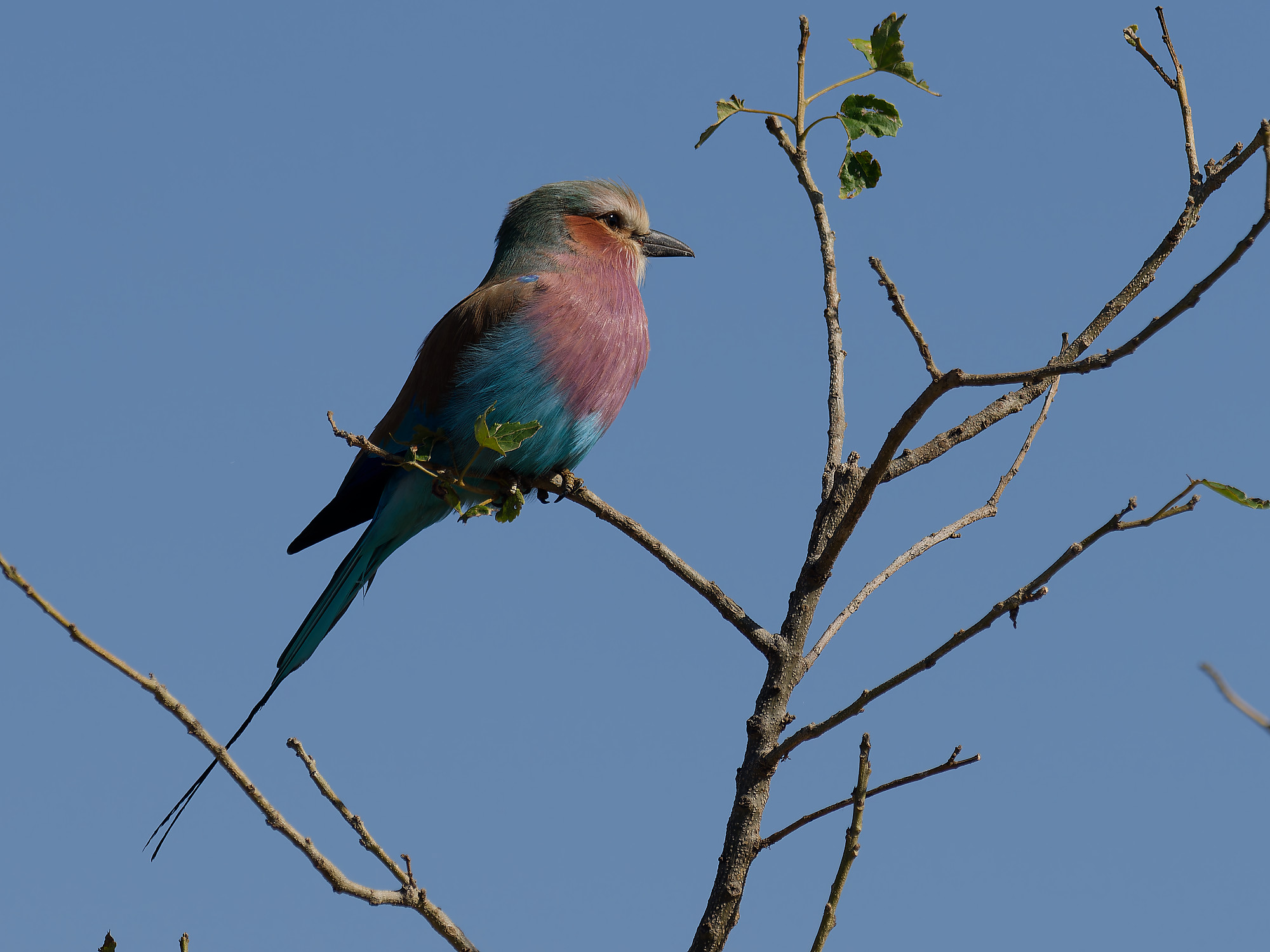 Vorkstaartscharrelaar (Coracias caudatus)